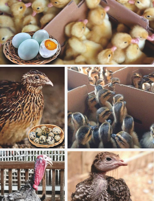 Jual Bibit Unggas Berkualitas