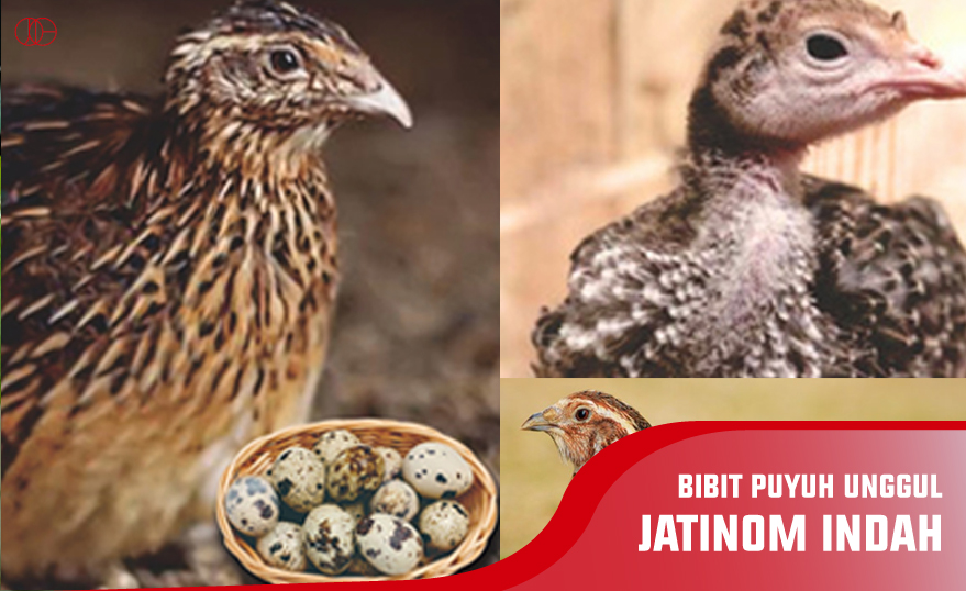 Jual Bibit Puyuh Unggul – Puyuh Jatinom